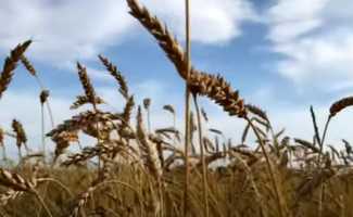 Ленинград – Гамаюн клип смотреть